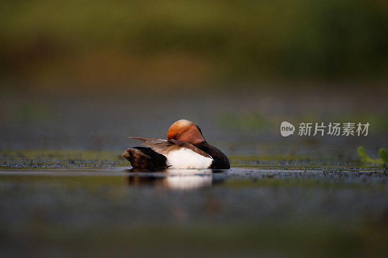 水鸟:成年雄性红胸潜鸭(Netta rufina)